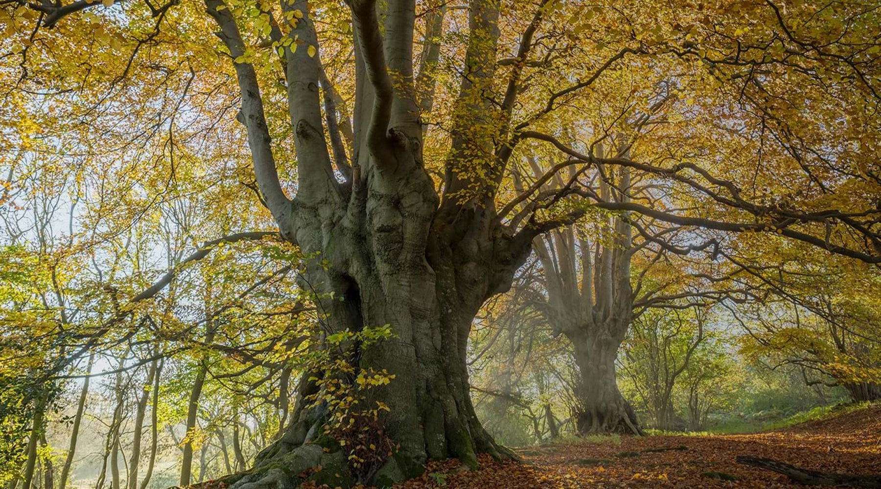 The Woodland Trust publishes first 'State of the UK’s trees and woodland' report
